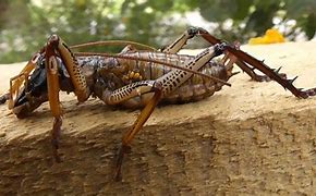 Image result for The Biggest Crickets in the World
