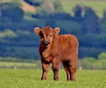 Image result for Baby Cow Side View