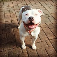 Image result for Happy Pitbull Puppy