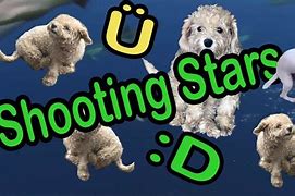 Image result for Shooting Star Dog