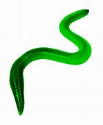 Image result for Tap Dancing Worm Cartoon