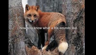 Image result for Angry Fox Sounds