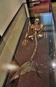 Image result for Mermaid Remains