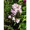 Image result for Saponaria officinalis Rosea Plena