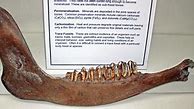 Image result for Deer Jawbone Puller