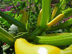 Image result for Squash Plant