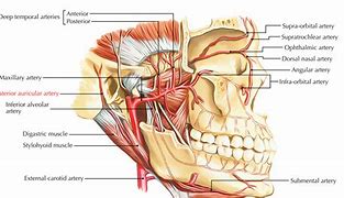 Image result for Posterior Auricular Artery