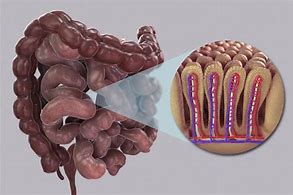 Image result for Food in Small Intestine