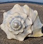 Image result for Whelk