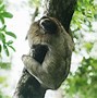 Image result for Green Sloth