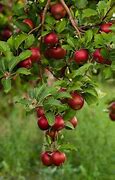 Image result for Winecrisp Apple Tree