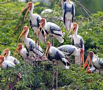 Image result for Bird Migration India