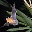 Image result for Bat Species Found in South Carolina