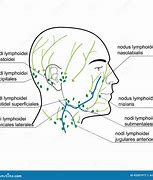 Image result for Lymph Nodes Face and Neck