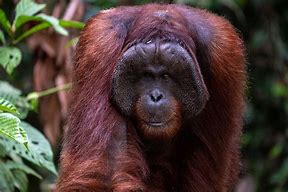 Image result for Male Orangutan