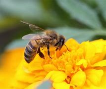 Image result for Bees