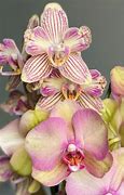 Image result for Orchids for Sale near me