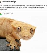 Image result for Can't Touch This Gecko Meme