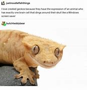Image result for Animal Facts Gecko Meme