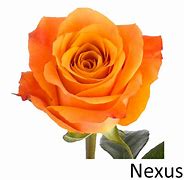 Image result for Rose Nexus