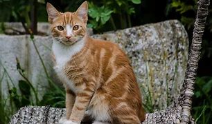 Image result for Orange Cat with Stripes