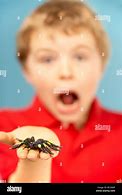 Image result for Despacit Spider