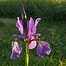 Image result for Iris germanica Oktober Sun
