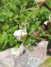 Image result for Rubus idaeus Ruby Beauty