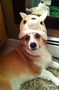 Image result for Corgis in Hats