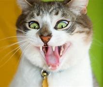 Image result for Funny Cat Pictures Animal