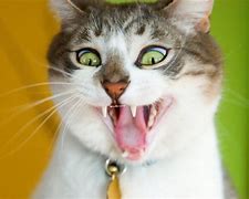 Image result for funniest cats wallpapers