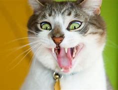 Image result for Ugly Funny Vcat