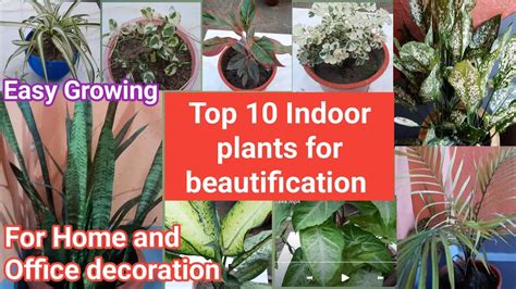 Image result for Pabula Example