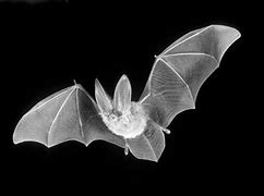 Image result for World's Largest Bat Species