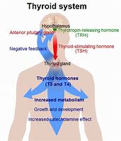 Image result for Thyroid Health Diet