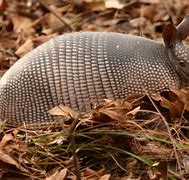 Image result for Armadillo Clip Art No Background