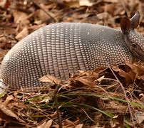 Image result for AM Using Armadillo