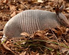 Image result for Armadillo Pose