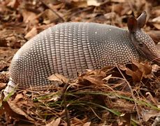 Image result for Holiday Armadillo