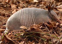 Image result for Sick Armadillo Picture