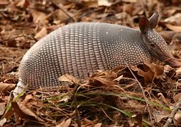 Image result for Armadillo Is Just an Armored Possum Meme