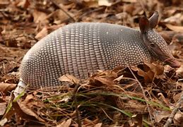 Image result for Animals That Look Like Armadillos