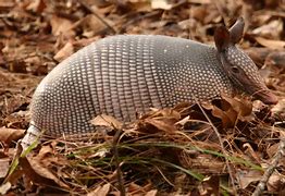 Image result for Cool Armadillo Wallpaper