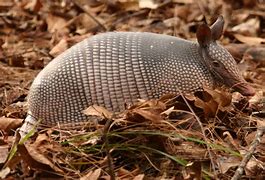 Image result for Largest Armadillo