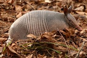 Image result for Armadillo Toes