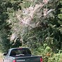 Image result for "fall-webworm"