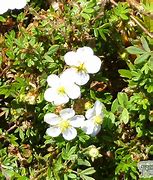 Image result for POTENTILLA FRUT. ABBOTTSWOOD