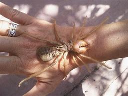Image result for Middle Eastern Camel Spider