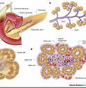 Image result for Pancreas Beta Cells