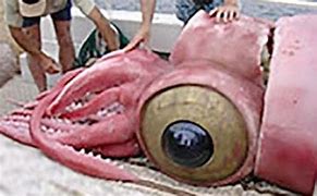 Image result for Biggest Creature Ever Seen